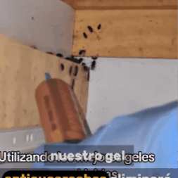 Adiós Plagas | Gel anti-cucarachas