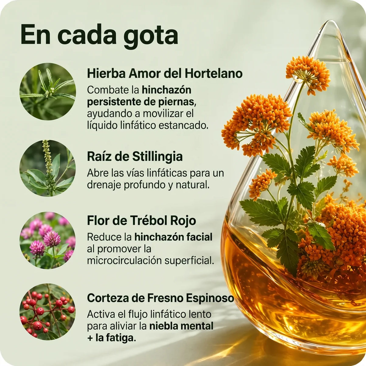 Drenaje Linfático Mayaverra — Gotas Naturales (Original)